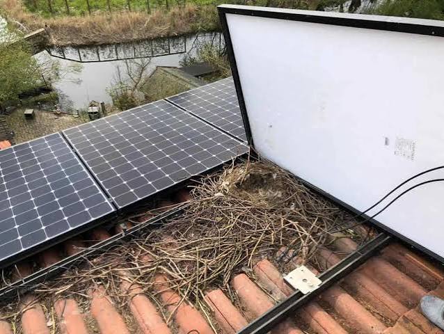 A large bird nest of packed twigs built in the cavity underneath a rooftop solar panel